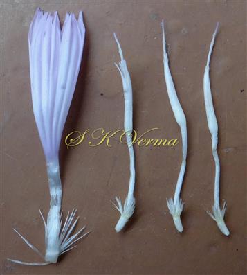  Florets-One left peripheral and other 3 inner florets